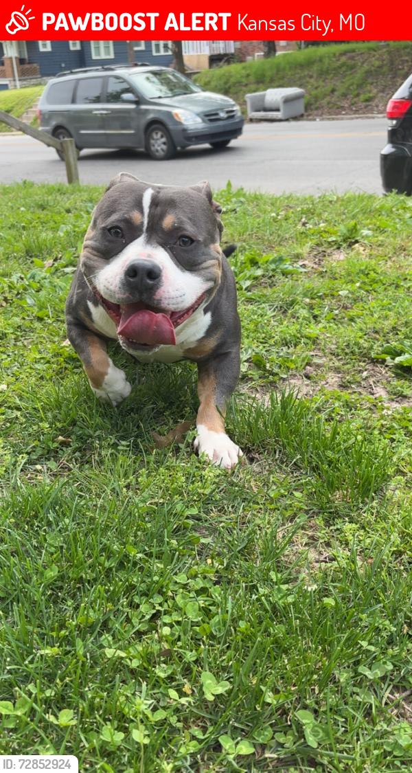 Lost Male Dog last seen Hardesty ave , Kansas City, MO 64127