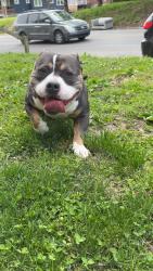Lost Male Dog last seen Hardesty ave , Kansas City, MO 64127