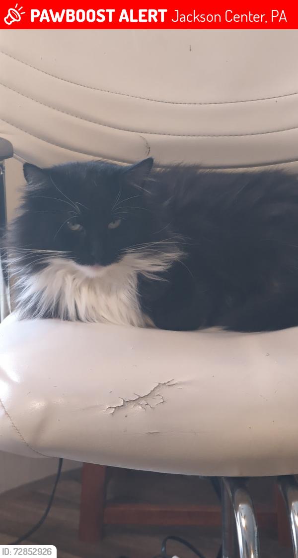 Lost Female Cat last seen Route 62, Jackson Center, PA 16133