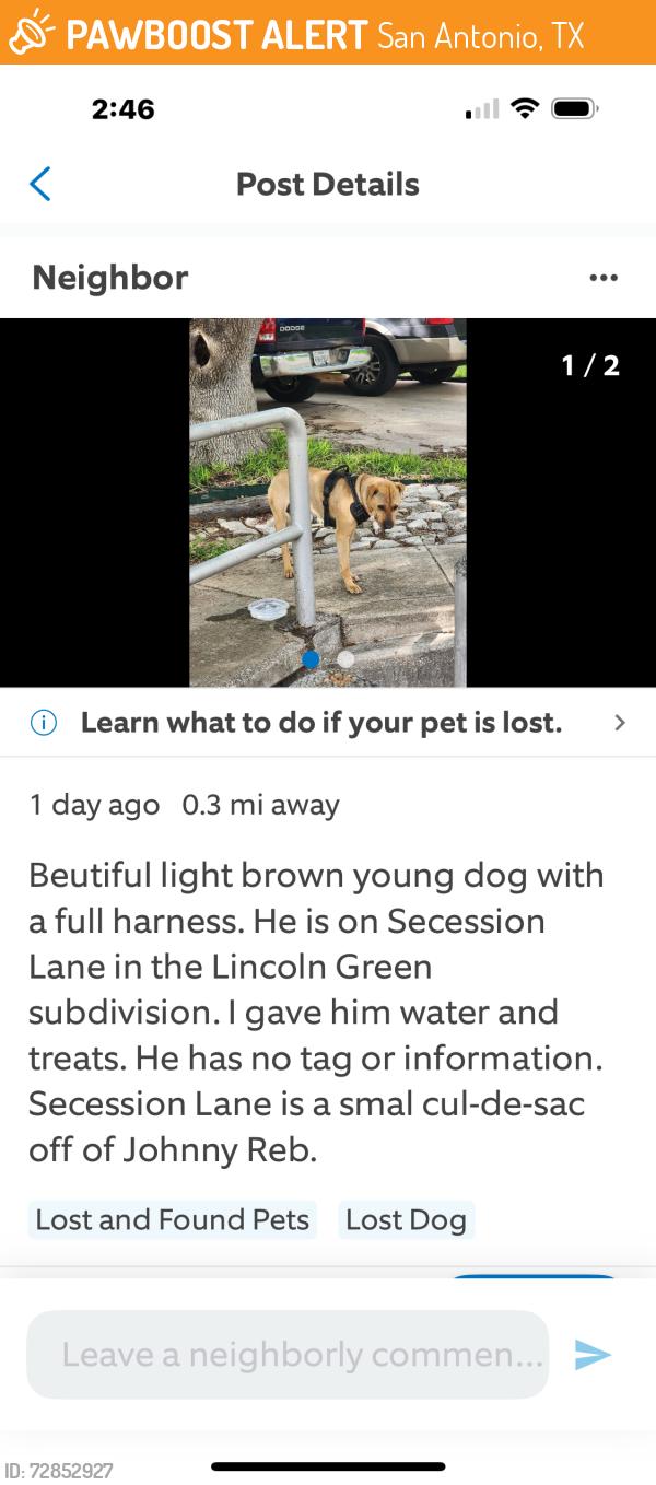 Found/Stray Male Dog last seen Roce Street, San Antonio, TX 78240