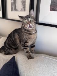 Reunited Male Cat last seen Near W 61st St, Shawnee, KS 66216, USA, Shawnee, KS 66216
