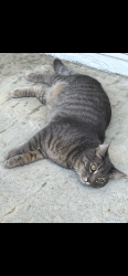 Reunited Male Cat last seen Brookhurst and Victoria , Huntington vista apmts , Huntington Beach, CA 92646