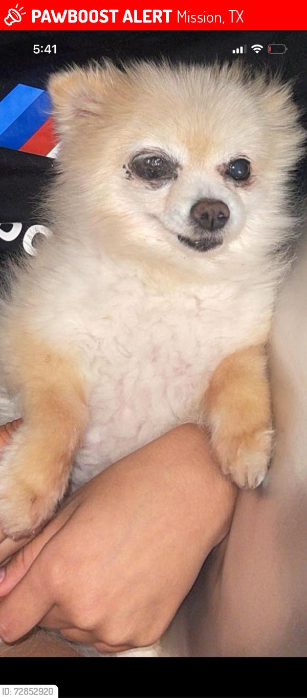 Lost Female Dog last seen Near 22nd st mission tx 78573, Mission, TX 78572