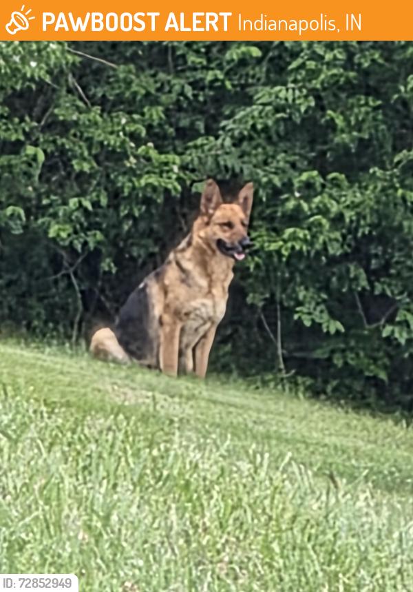 Found/Stray Unknown Dog last seen Henry burkhart elementary , Indianapolis, IN 46227