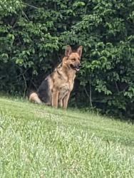 Found/Stray Unknown Dog last seen Henry burkhart elementary , Indianapolis, IN 46227