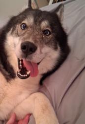 Lost Male Dog last seen Down from Highland Inn , Evansville, IN 47710