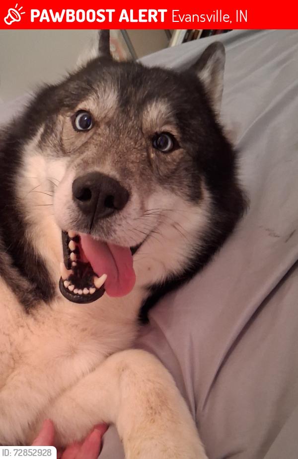 Lost Male Dog last seen Down from Highland Inn , Evansville, IN 47710