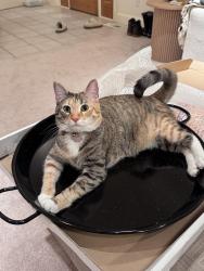 Lost Female Cat last seen Canyon rd no 2, Wenatchee, WA 98801