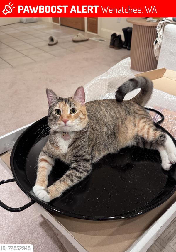 Lost Female Cat last seen Canyon rd no 2, Wenatchee, WA 98801