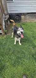 Found/Stray Male Dog last seen 1st sgt christopher c rafferty st, Brownsville, PA 15417