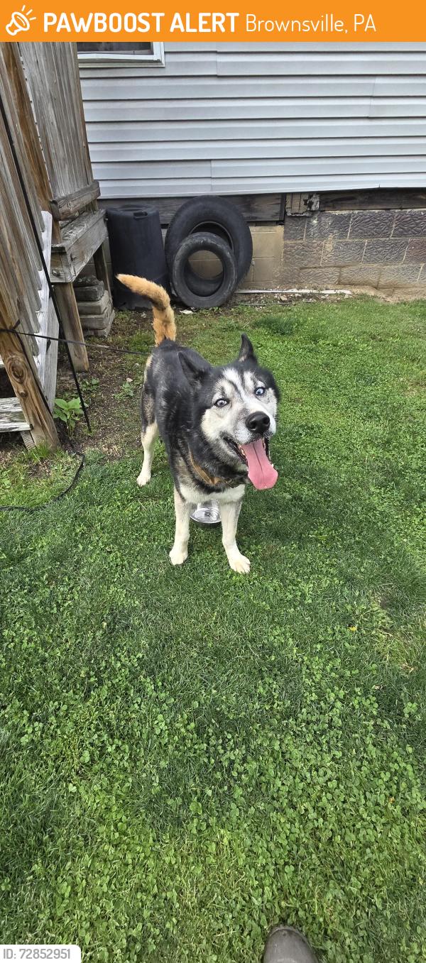 Found/Stray Male Dog last seen 1st sgt christopher c rafferty st, Brownsville, PA 15417