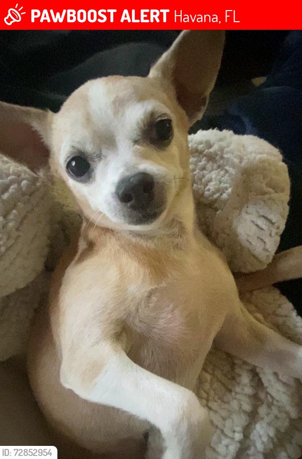 Lost Female Dog last seen Talavana Christian School, Havana, FL 32333