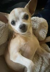 Lost Female Dog last seen Talavana Christian School, Havana, FL 32333