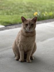 Lost Unknown Cat last seen Near Old Newport Hwy. Sevierville TN, Sevierville, TN 37876