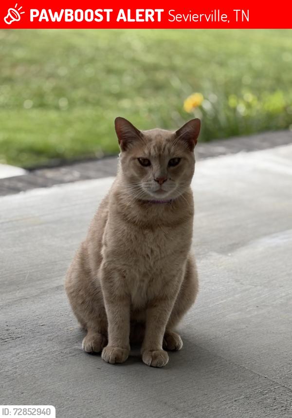 Lost Unknown Cat last seen Near Old Newport Hwy. Sevierville TN, Sevierville, TN 37876