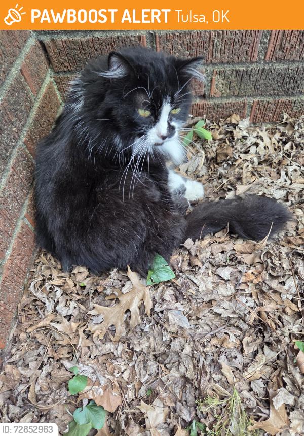 Found/Stray Female Cat last seen 28th and New Haven, Tulsa Salvation Army, Tulsa, OK 74114