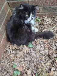 Found/Stray Female Cat last seen 28th and New Haven, Tulsa Salvation Army, Tulsa, OK 74114