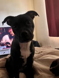 Lost Female Dog last seen Hillsboro blvd dixie, Deerfield Beach, FL 33441