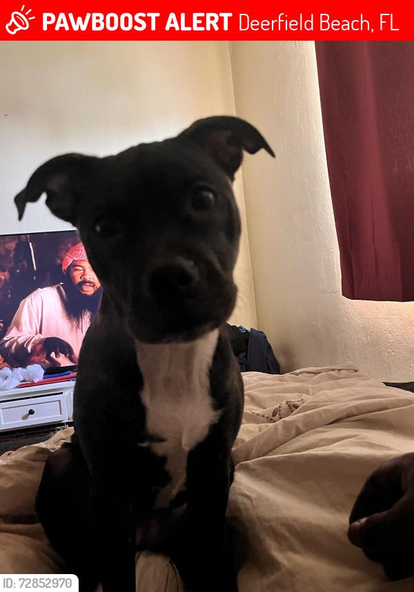 Lost Female Dog last seen Hillsboro blvd dixie, Deerfield Beach, FL 33441