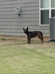 Found/Stray Female Dog last seen Near bridges neighborhood, Powdersville, SC 29642