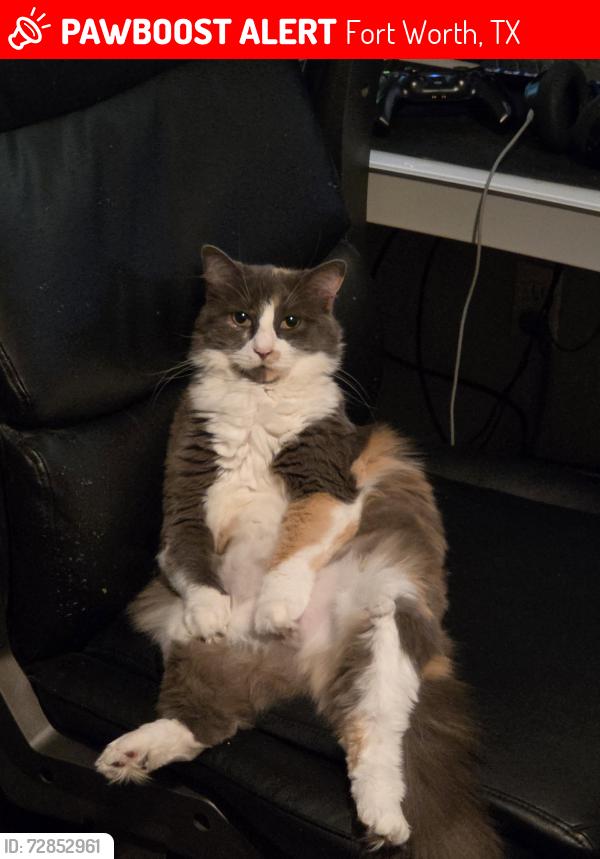 Lost Female Cat last seen Summerfields neighborhood In the area of basswood and riverside , Fort Worth, TX 76137