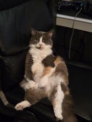 Lost Female Cat last seen Summerfields neighborhood In the area of basswood and riverside , Fort Worth, TX 76137