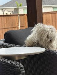 Found/Stray Unknown Dog last seen Ventana Pkwy and Shannon Creek-Ventana neighborhood, Fort Worth, TX 76126