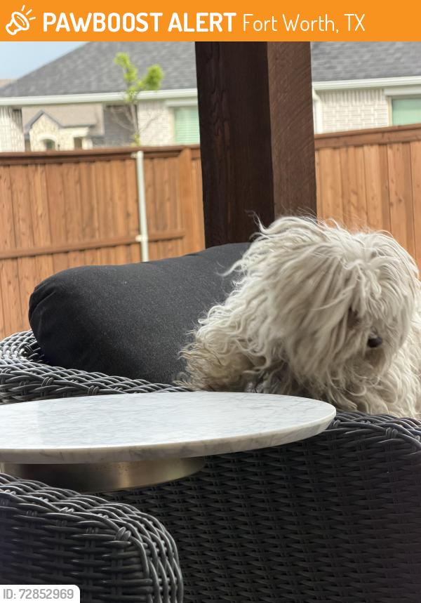 Found/Stray Unknown Dog last seen Ventana Pkwy and Shannon Creek-Ventana neighborhood, Fort Worth, TX 76126