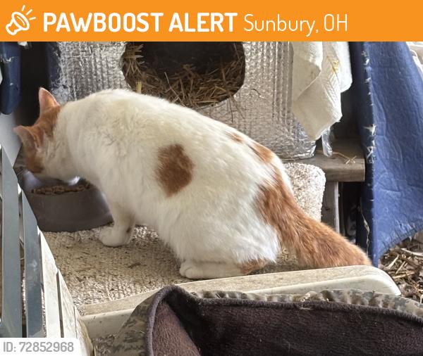 Found/Stray Unknown Cat last seen Trenton’s, rte 37, Green Cook Rd, Sunbury, OH 43074