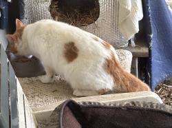 Found/Stray Unknown Cat last seen Trenton’s, rte 37, Green Cook Rd, Sunbury, OH 43074