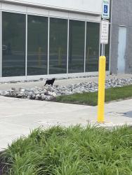 Found/Stray Unknown Cat last seen Germantown Pike and Trooper Road , Norristown, PA 19403