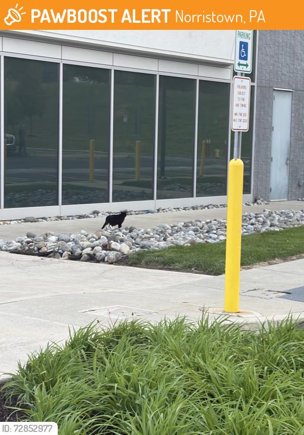 Found/Stray Unknown Cat last seen Germantown Pike and Trooper Road , Norristown, PA 19403