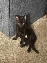 Lost Female Cat last seen Blanco River Lodge, San Marcos, TX 78666