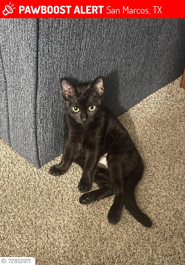 Lost Female Cat last seen Blanco River Lodge, San Marcos, TX 78666