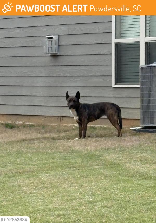 Found/Stray Female Dog last seen Near bridges road, Powdersville, SC 29642