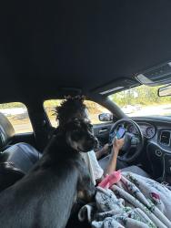 Lost Female Dog last seen Duncan st, Fayetteville, NC 28303