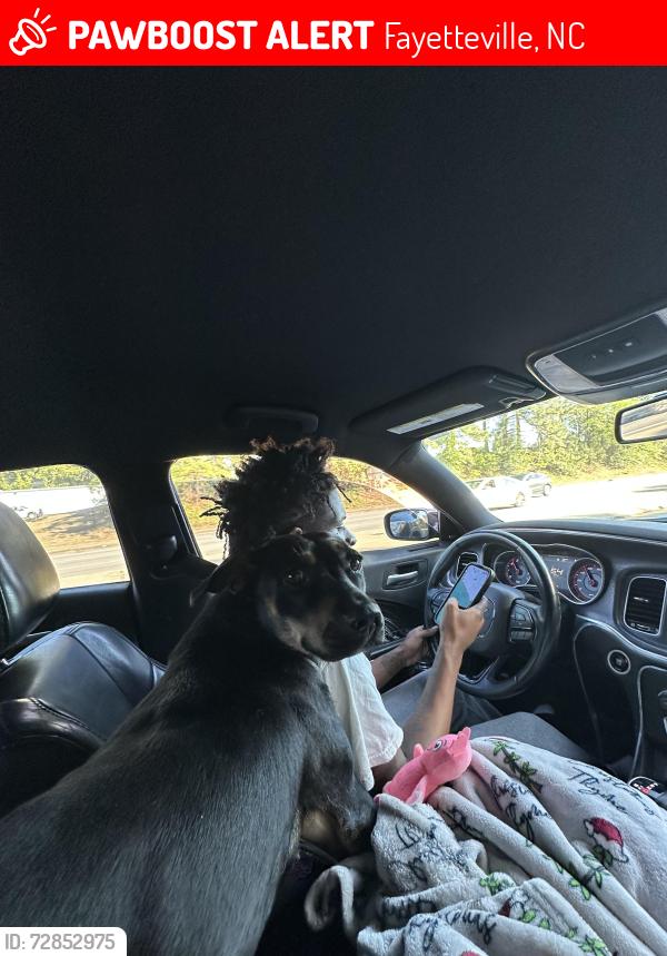 Lost Female Dog last seen Duncan st, Fayetteville, NC 28303