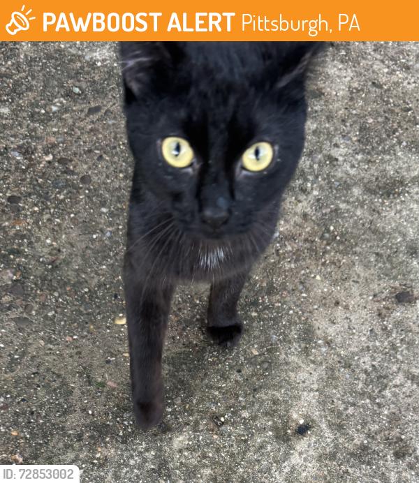 Found/Stray Male Cat last seen Stanton Ave, Pittsburgh, PA 15224
