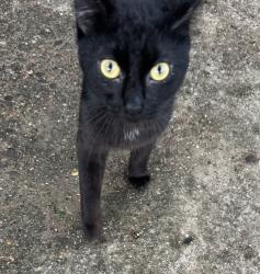 Found/Stray Male Cat last seen Stanton Ave, Pittsburgh, PA 15224