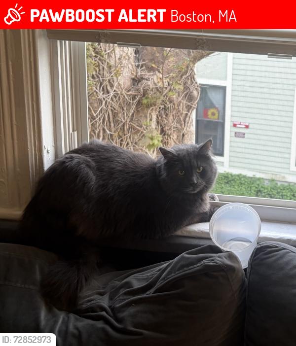 Lost Male Cat last seen Brookside Ave. and Minton St., Boston, MA 02130