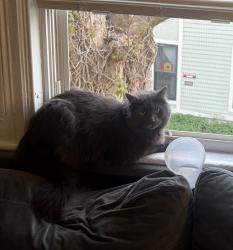 Lost Male Cat last seen Brookside Ave. and Minton St., Boston, MA 02130
