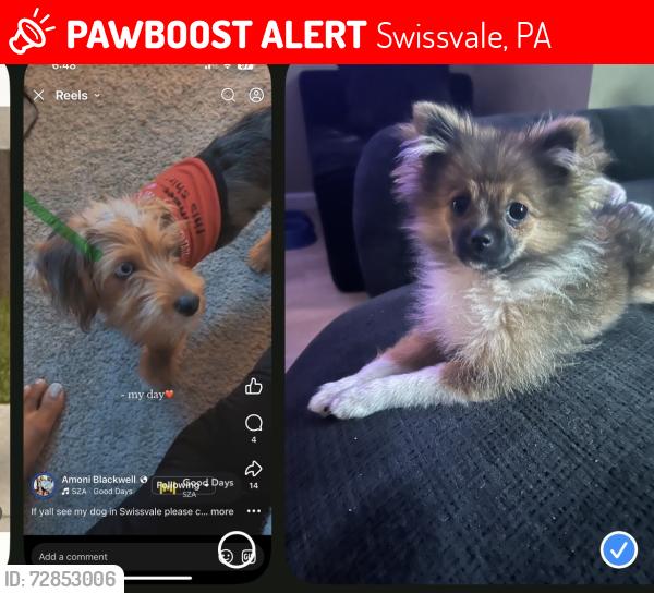 Lost Female Dog last seen Woodstock Ave and Vernon , Swissvale, PA 15218