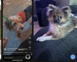 Lost Female Dog last seen Woodstock Ave and Vernon , Swissvale, PA 15218