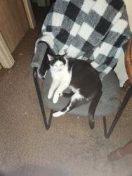 Lost Male Cat last seen Moore st and Calvin rd., Adrian, MI 49221