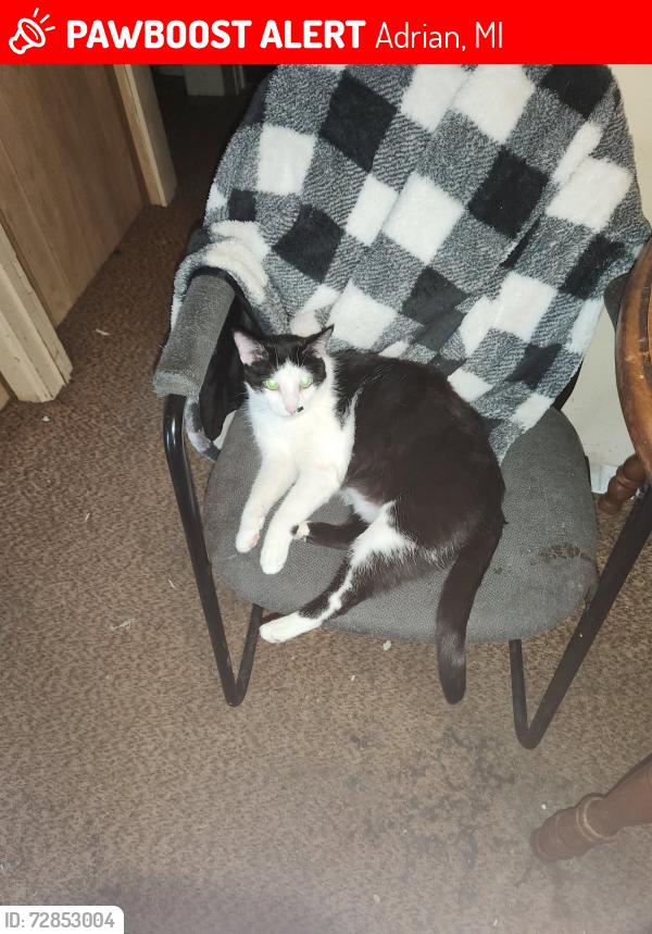 Lost Male Cat last seen Moore st and Calvin rd., Adrian, MI 49221