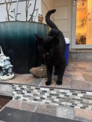 Found/Stray Male Cat last seen South walker area , Oklahoma City, OK 73109