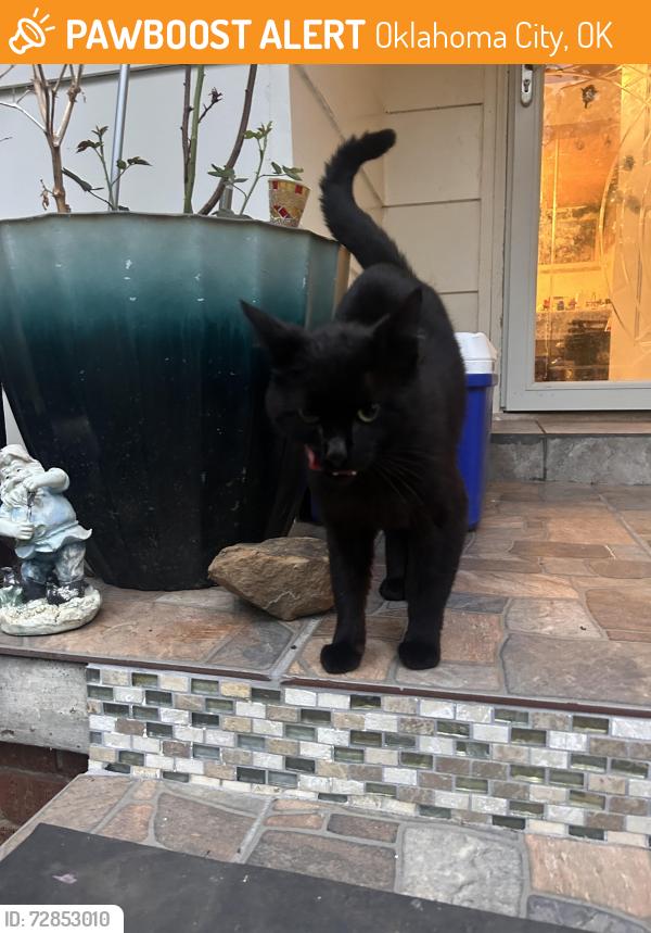 Found/Stray Male Cat last seen South walker area , Oklahoma City, OK 73109