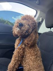 Found/Stray Female Dog last seen Forest park, St. Louis, MO 63145