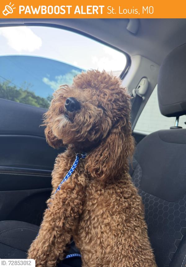 Found/Stray Female Dog last seen Forest park, St. Louis, MO 63145