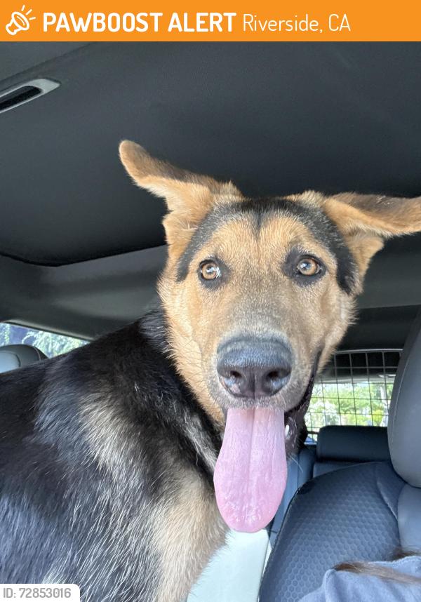 Found/Stray Female Dog last seen Victoria Ave/Iris St, Riverside, CA 92507